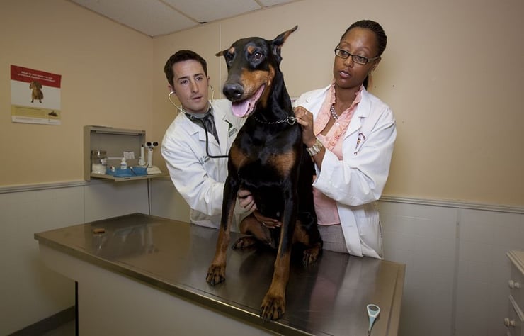 Consider Veterinary Practice Ownership | LenDRgroup Consulting